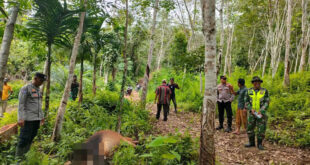 Waspada, Harimau Kembali Mangsa Sapi Di Aceh Timur